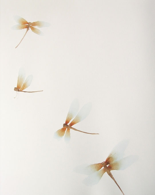 Libellule in volo, watercolor, cm 50 x 70